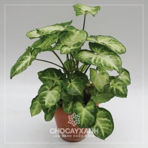 Cây Tróc Bạc